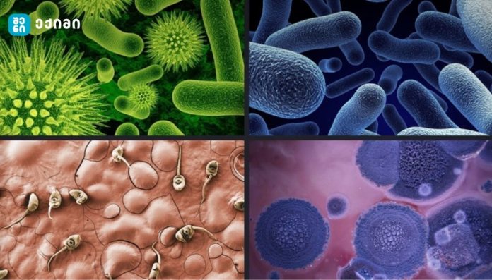 „ზღვის ვირუსები“ — საფრთხე თუ მომავლის მედიცინის რესურსი?