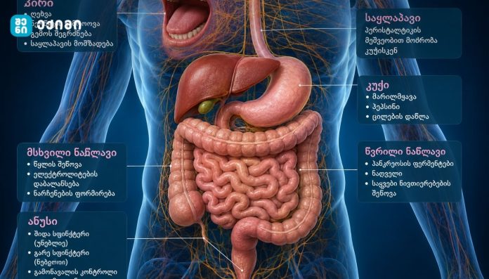 Anatomical diagram of the human digestive system with Georgian labels for organs like stomach and intestines.]?