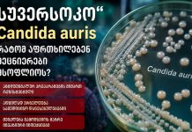 „სუპერსოკო“ Candida auris – რატომ აფრთხილებენ მეცნიერები მსოფლიოს? „სუპერსოკო“ Candida auris – რატომ აფრთხილებენ მეცნიერები მსოფლიოს?