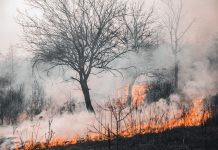 **ტკიპებით გადამდები დაავადებების ზრდის რისკი, ტყის ხანძრების ჯანმრთელობის საფრთხეები და ჯანდაცვაზე ხელმისაწვდომობის კრიზისი — რას იუწყებიან ჟურნალისტები** Bare trees in a smoky field with orange flames at the ground level and thick gray smoke filling the scene.