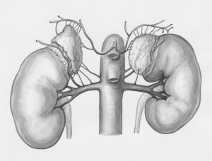 Lancet-ის ექსპერტები: კიბოს კვლევებში თირკმლის ფუნქციის შეფასების სტანდარტები მოდერნიზაციას საჭიროებს