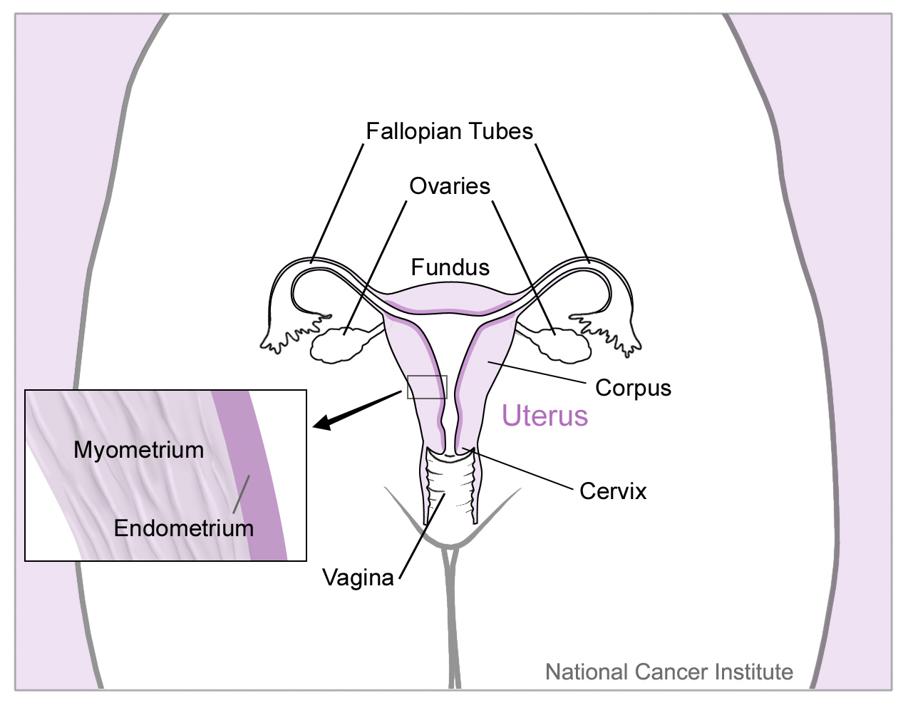 საშვილოსნო — გამონაჟონი, სეკრეცია