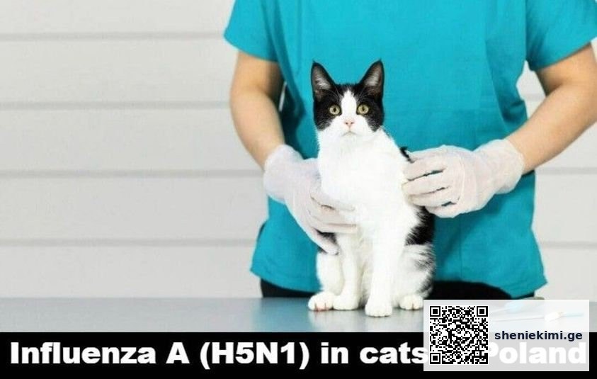 გრიპი A(H5N1) კატებში – ვირუსზე გამოვლენის წყარო ამჟამად უცნობია | sheniekimi.ge | შენი ექიმი