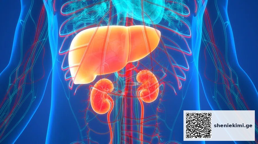 ღვიძლის და თირკმლის ფუნქციის ტესტები – საინფორმაციო ბუკლეტი (დიაგნოსტიკა) | sheniekimi.ge | შენი ექიმი ღვიძლის და თირკმლის ფუნქციის ტესტები – საინფორმაციო ბუკლეტი (დიაგნოსტიკა) | sheniekimi.ge | შენი ექიმი